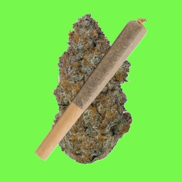 Rolled cannabis pre-roll containing GMO Cookies strain, featuring tightly packed flower with olive green and purple tones, accented by orange hairs and frosty trichomes.